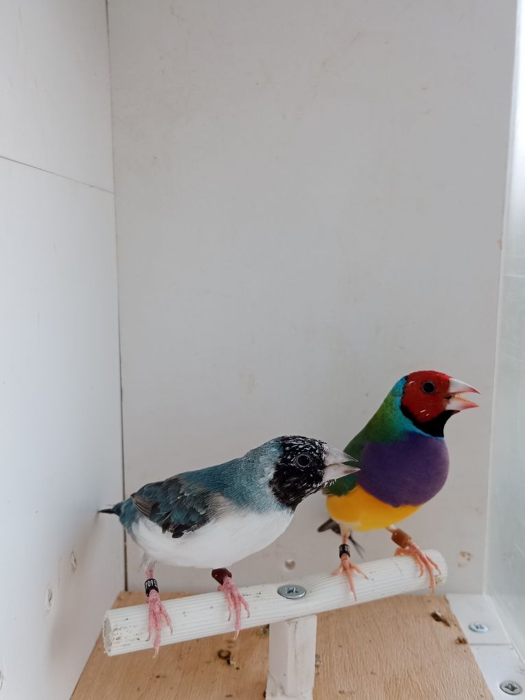 Casais de diamante de gould