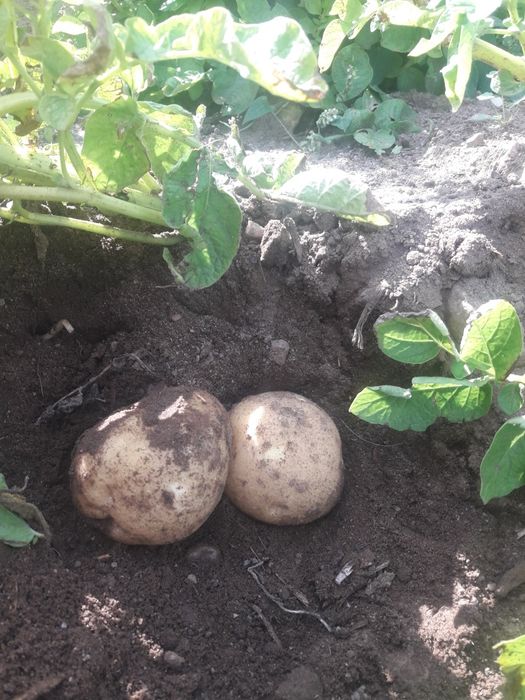 Ziemniaki gala ,jurek,eco dostawa