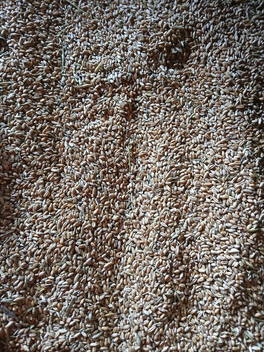 Pszenżyto ozime, żyto hybrydowe, pszenica