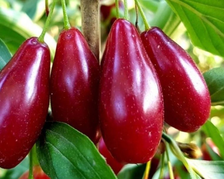 Продам  дерево кизил