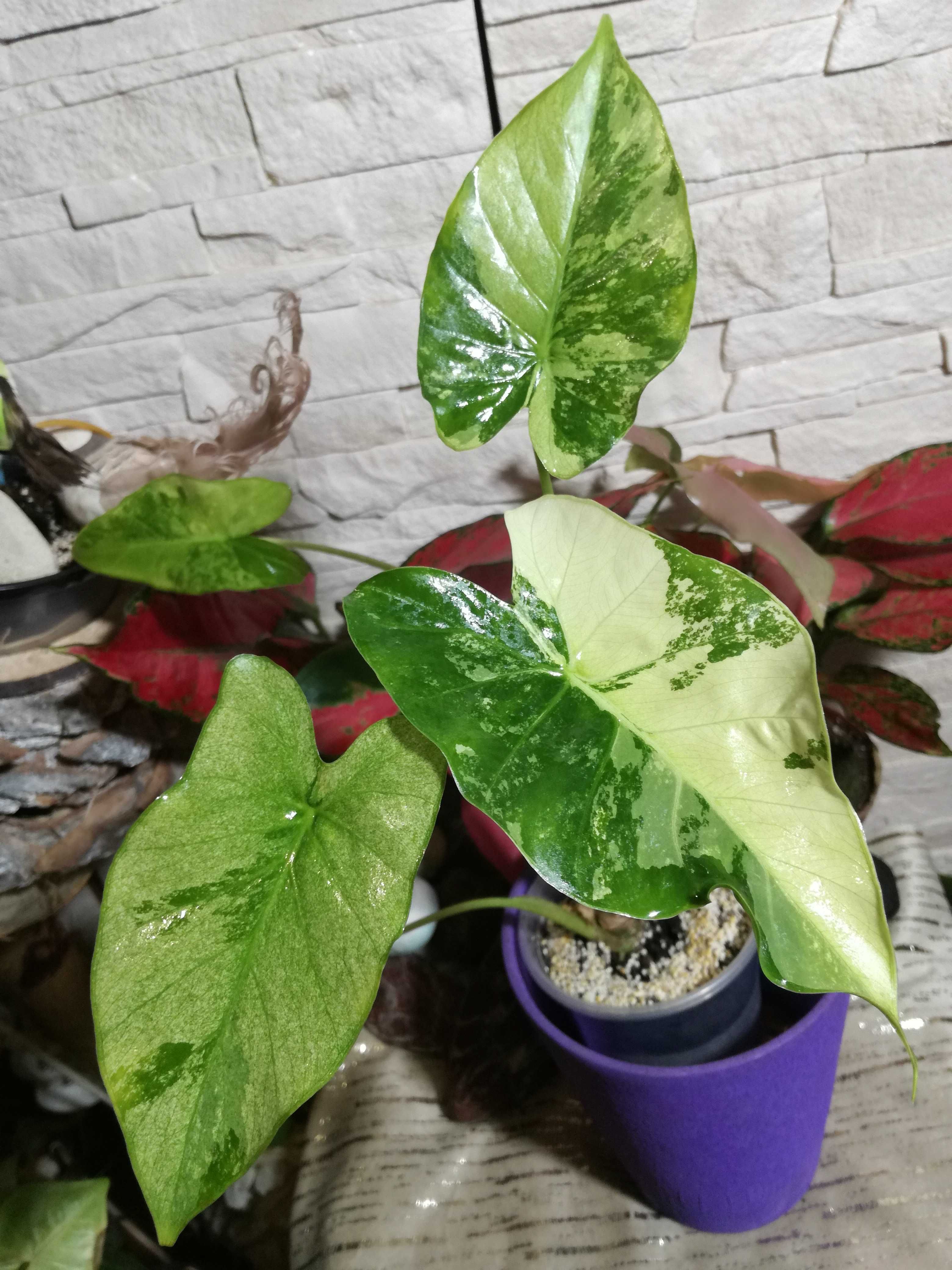 INTERNATIONAL Alokazja Gageana Mint Variegata Alocasia philodendron