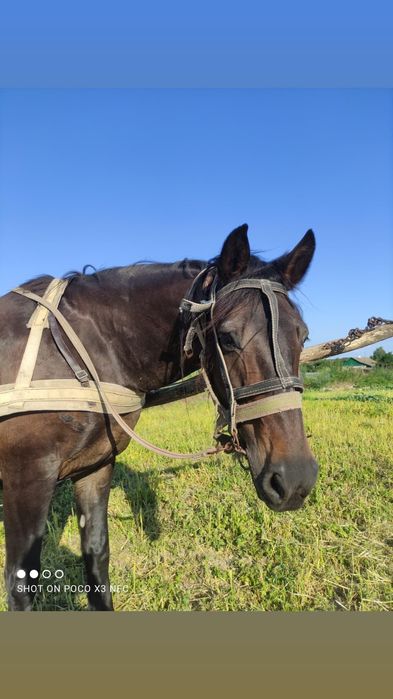 Продам добру Кобилу