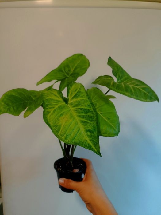 Кімнатні рослини, вазони.Сциндапсус золотистий, сингоніум, паперомія.