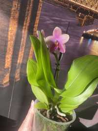 Орхідея Ліодоро  і Каріна цветет