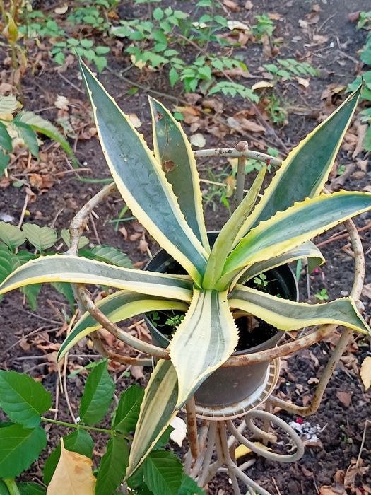 Продам неймовірні  вазони агава