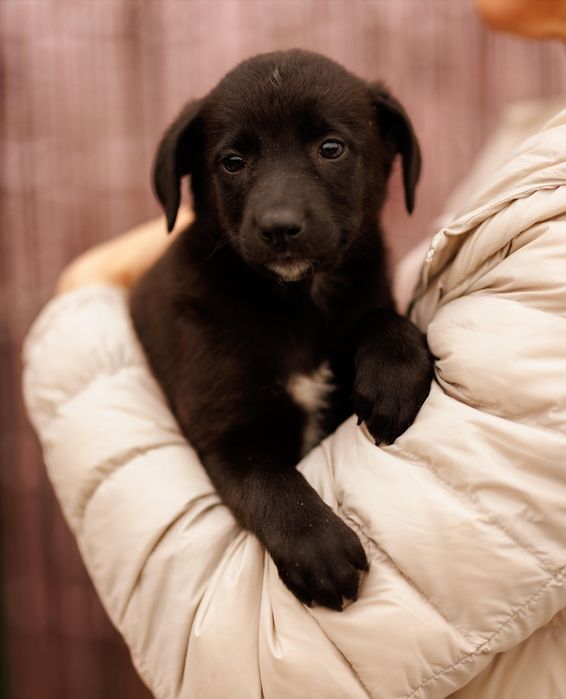 Цуценятко-дівчинка, 2 міс, шукає батьків!