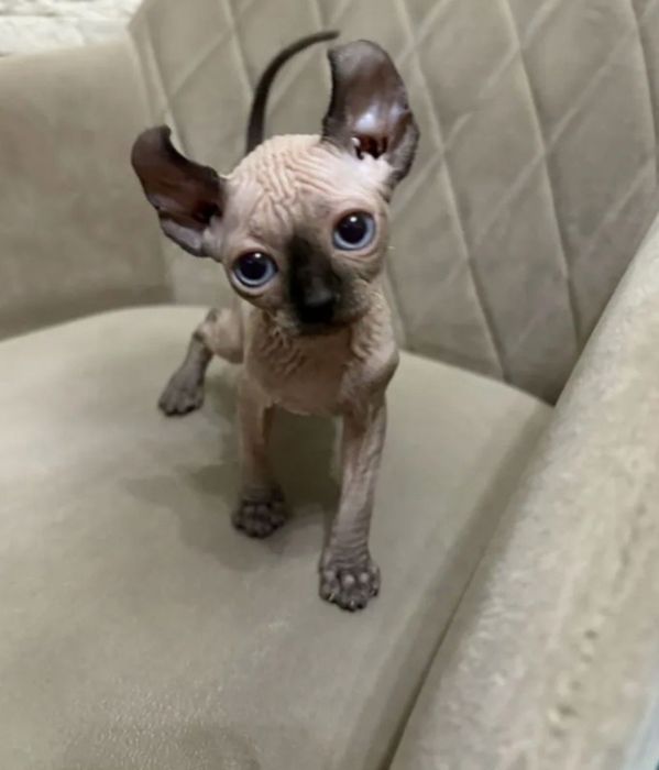 Канадський єльф.