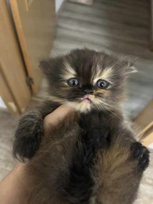 Gatinho persa puro