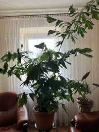 Roślina Palma Orzechowa - Caryota mitis