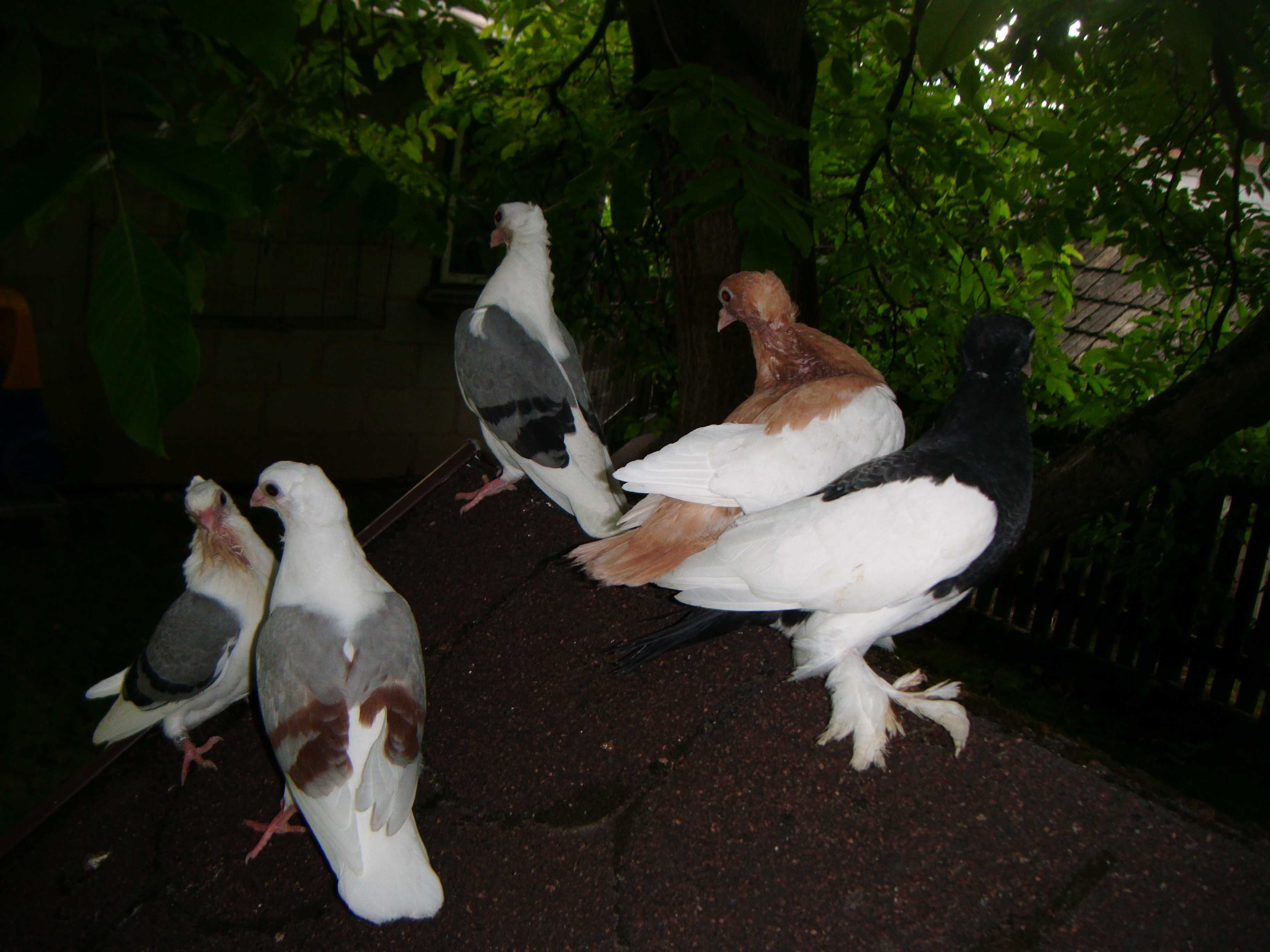 gołębie sroczki, spancry, mewki