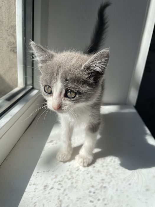 Кошеня, котик, киця