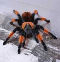 Brachypelma emilia самочка паука птицееда для новичков