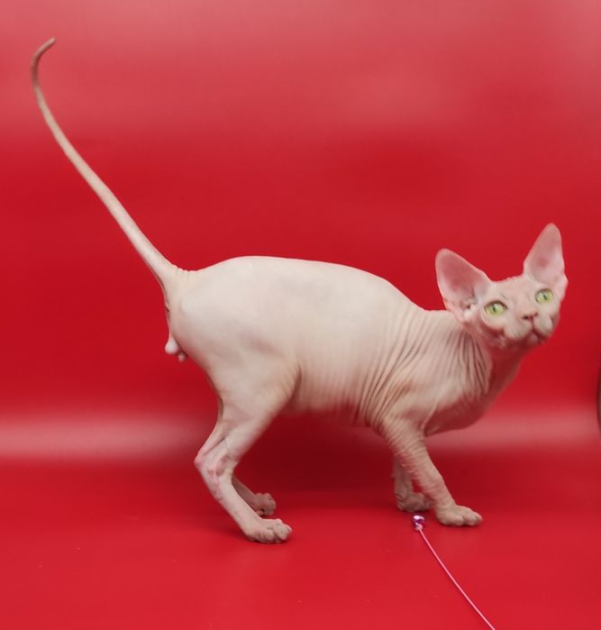 Біленький хлопчик ласкуньчик