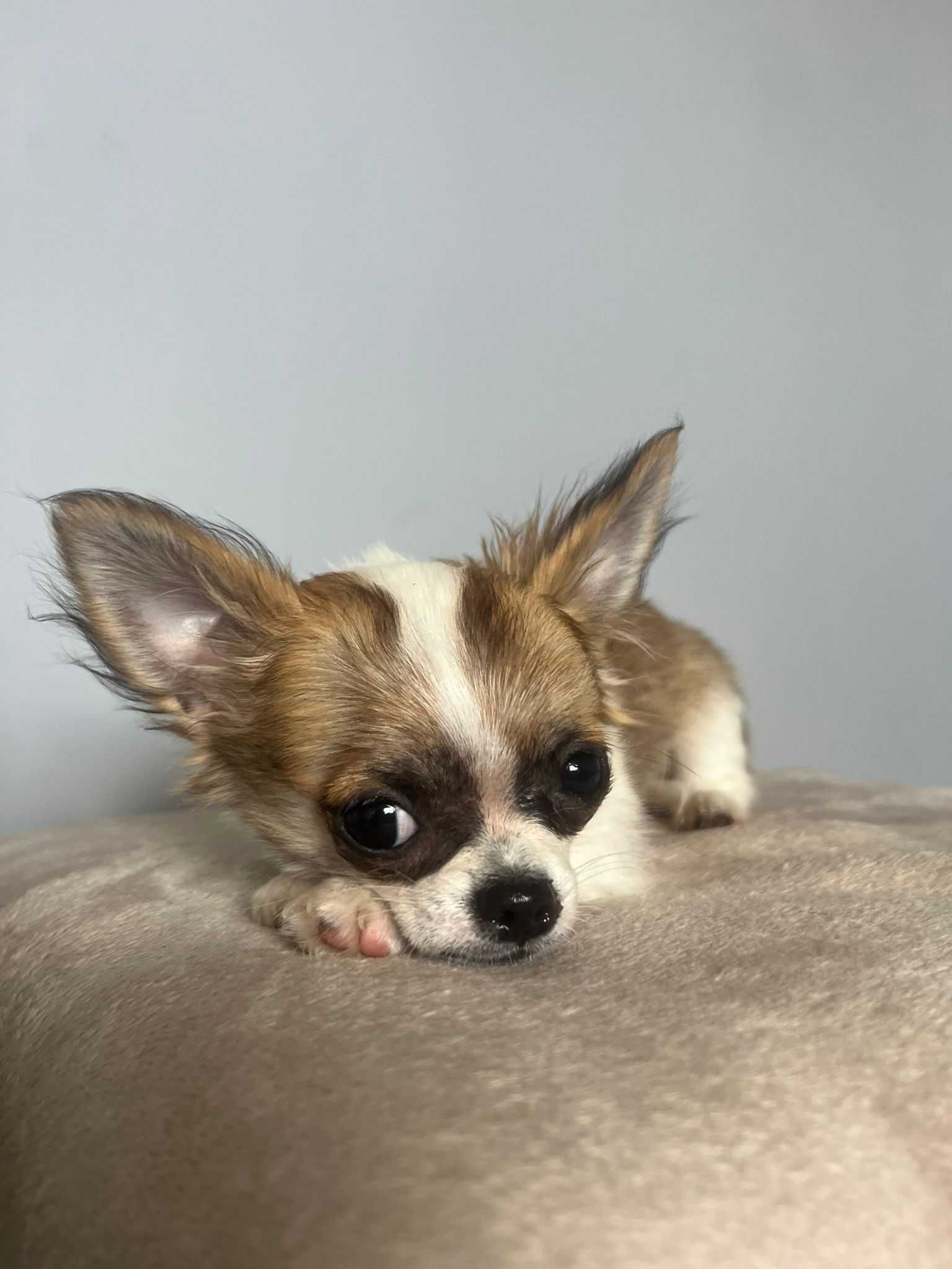 Piesek chihuahua FCI