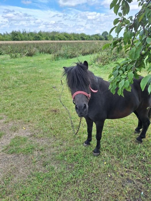 Sprzedam pare kucyków 2300 sztuka