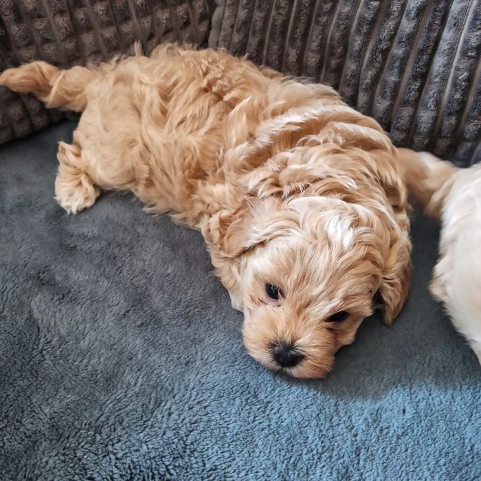 Maltipoo F1-chłopczyk