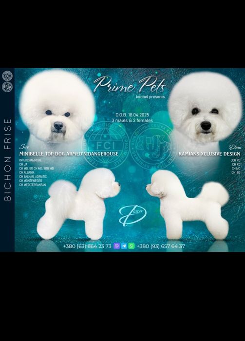 Цуценя Бішон Фрізе