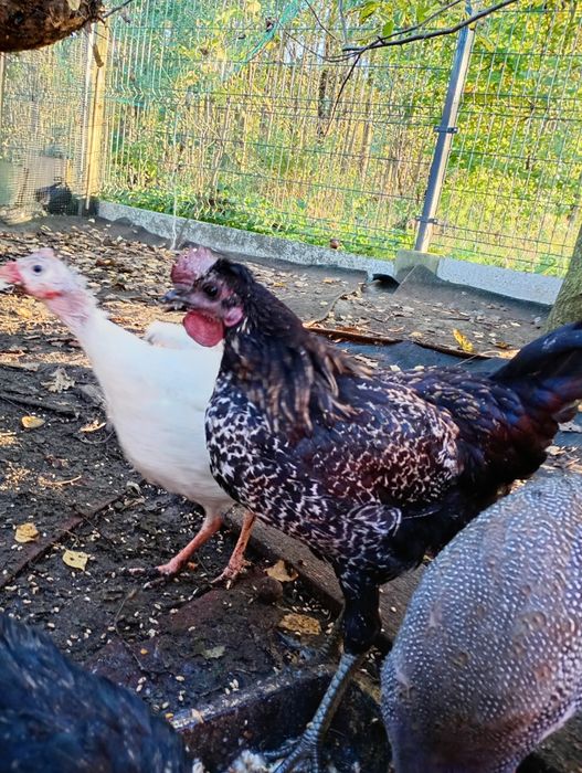 Kogut młody dla kur niosek mix ayam cemani i green shell