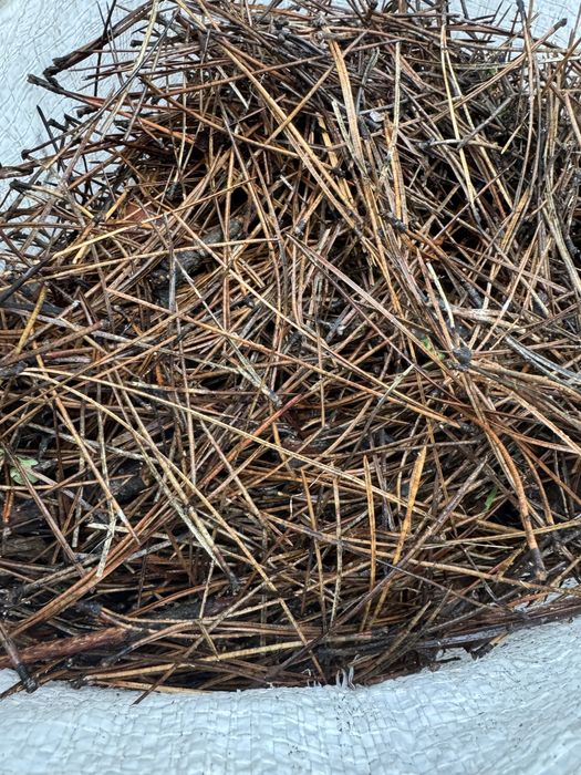 Хвойний опад (мульча)