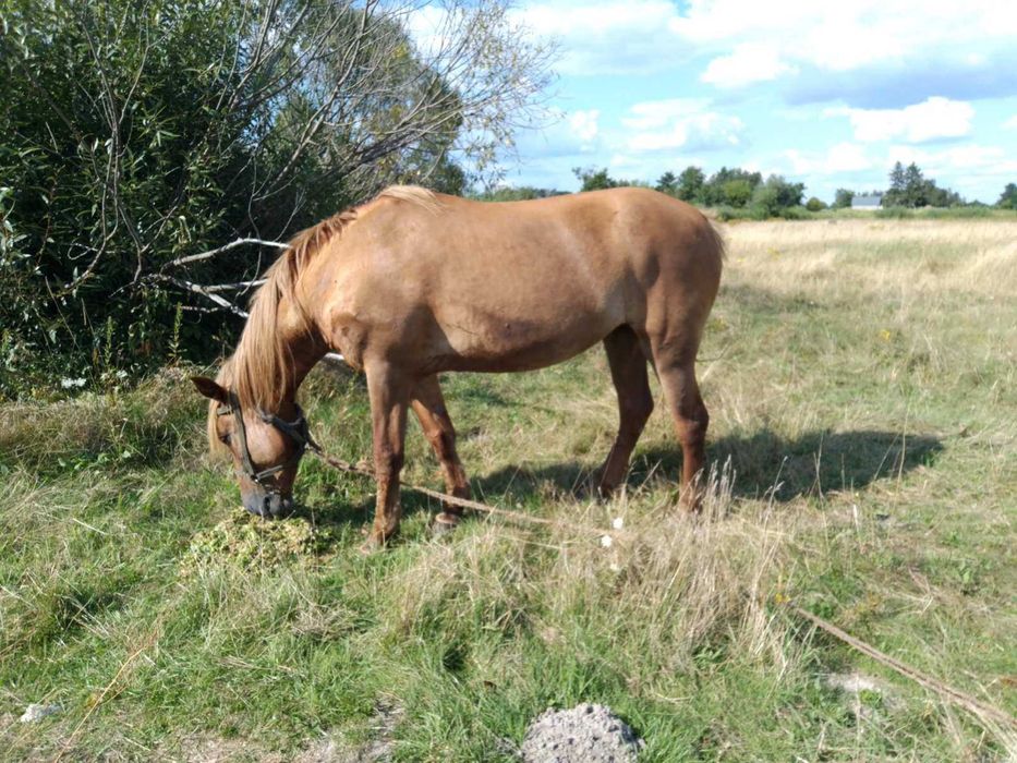 Кобила 9 років здорова