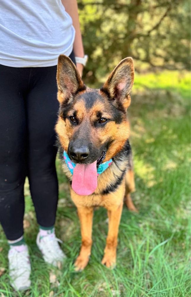Archie w typie owczarka czeka na dom 1.5 roku. Adoptuj, uratuj!
