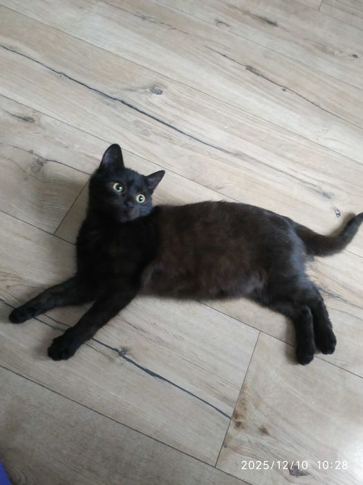 Віддам кошеня (хлопчик)