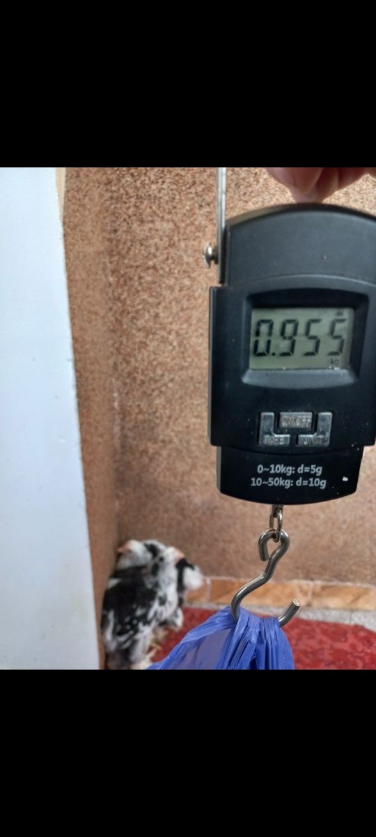 Продам курчата кохінхін мрамор