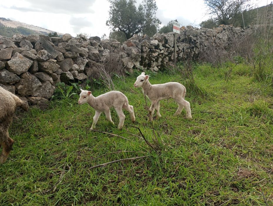 Borregos sulfoc/ ille France