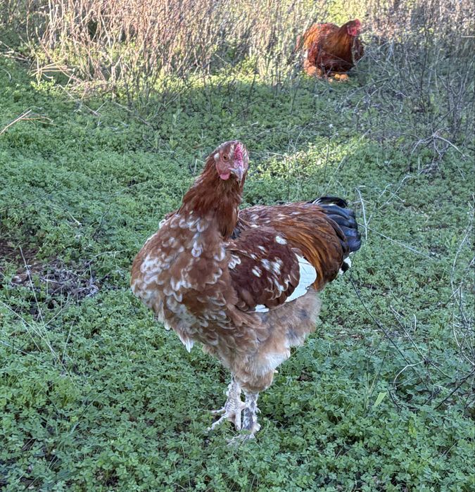 Jovens Galos 6 meses