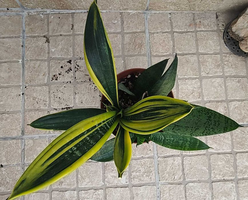 Planta sansevieria / espada de S. Jorge e Sta. Bárbara
