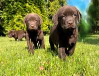 Piesek Labrador Retriever