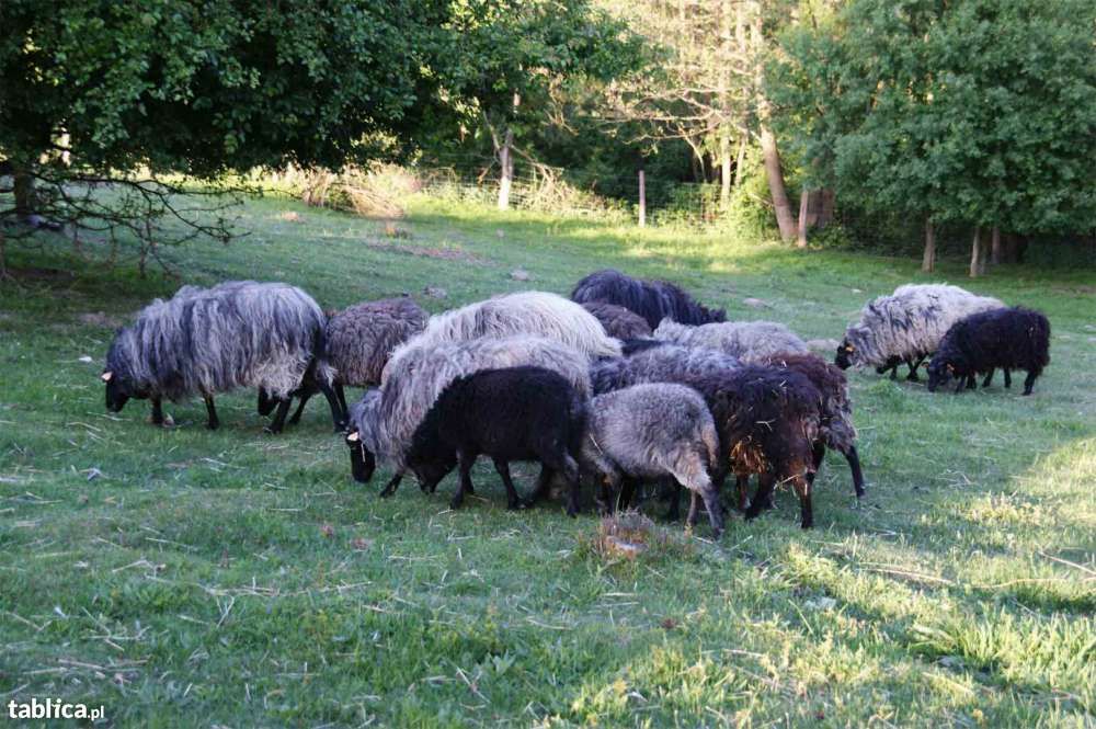 Owce wrzosówki - jagnieta