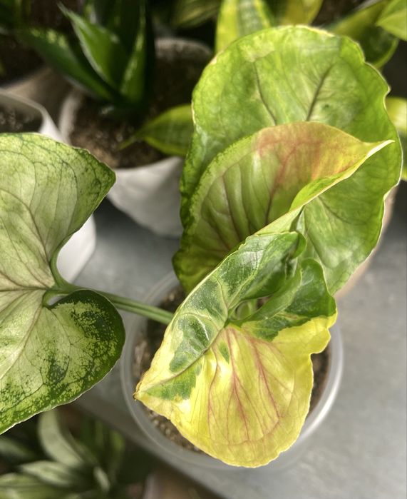 Сингоніум Orm Thong var