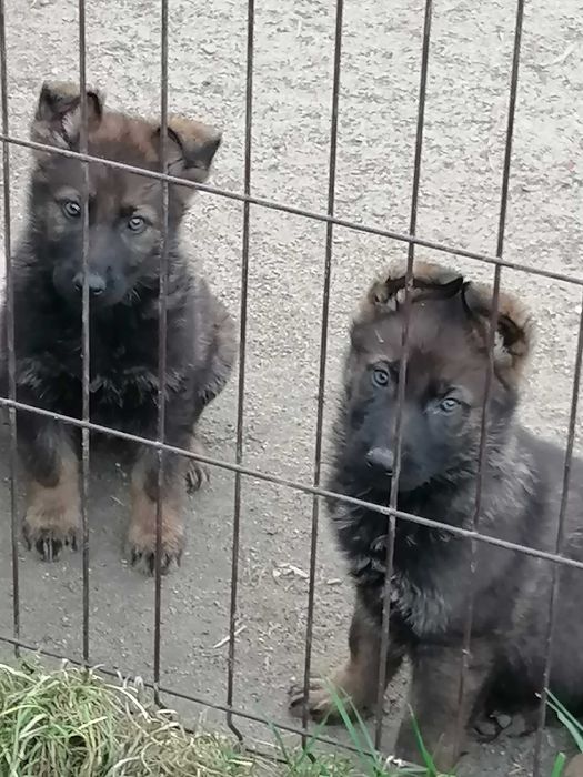 owczarek niemiecki uzytkowy pies wilczasty