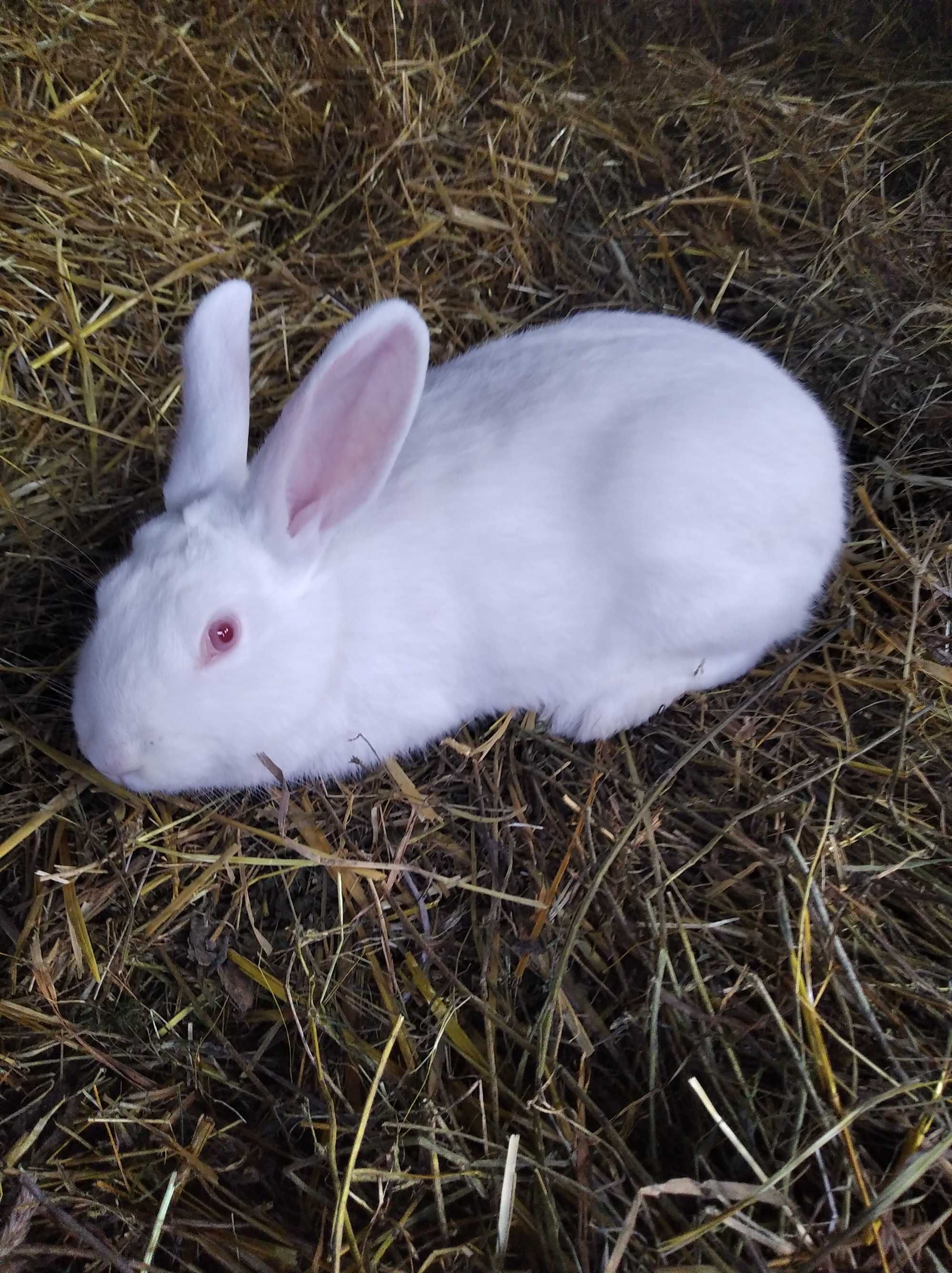 Продам кролів породи білий панони