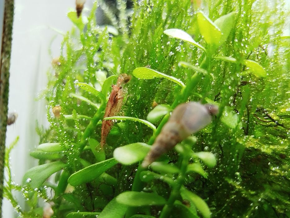 Krewetki red rilli