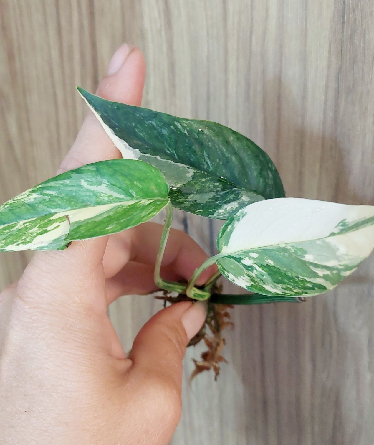 Epipremnum pinnatum variegata, rosnące, ukorzenione