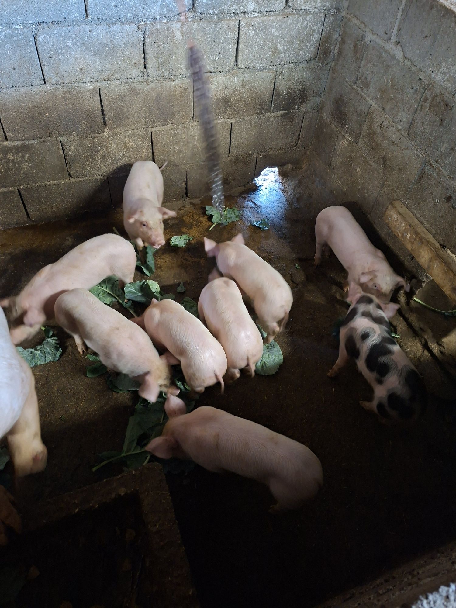 Vendo leitoes  pietran x landrace
