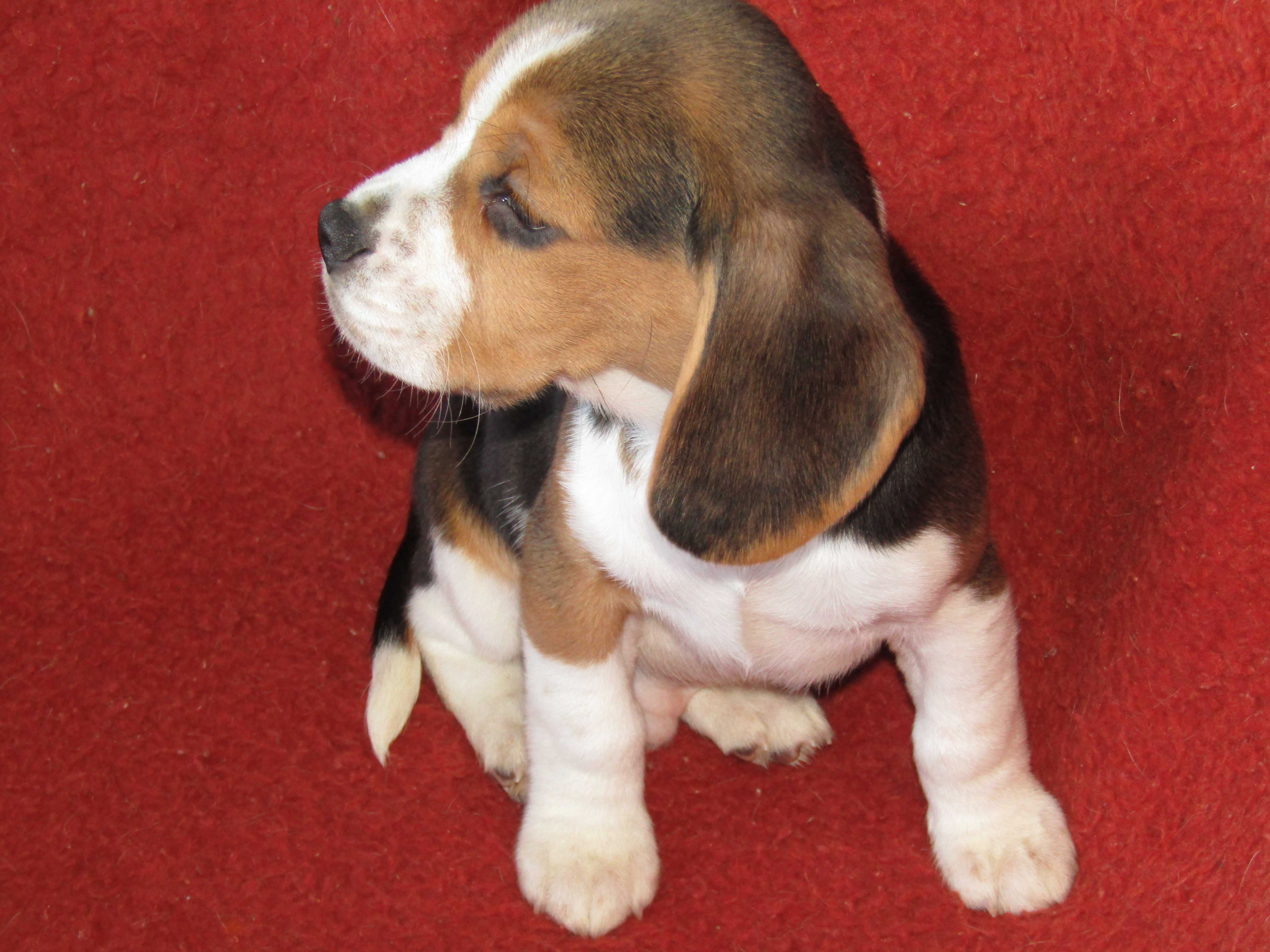 Beagle Tricolor Porte Pequeno com LOP/Pedigree/Afixo