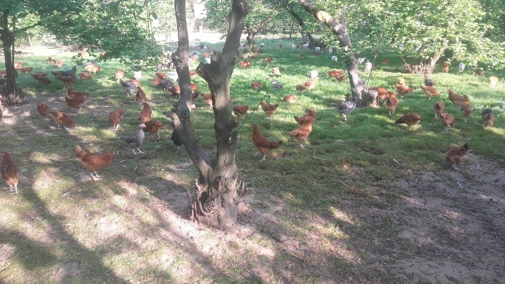 Kurczęta odchowane woj. Lubelskie