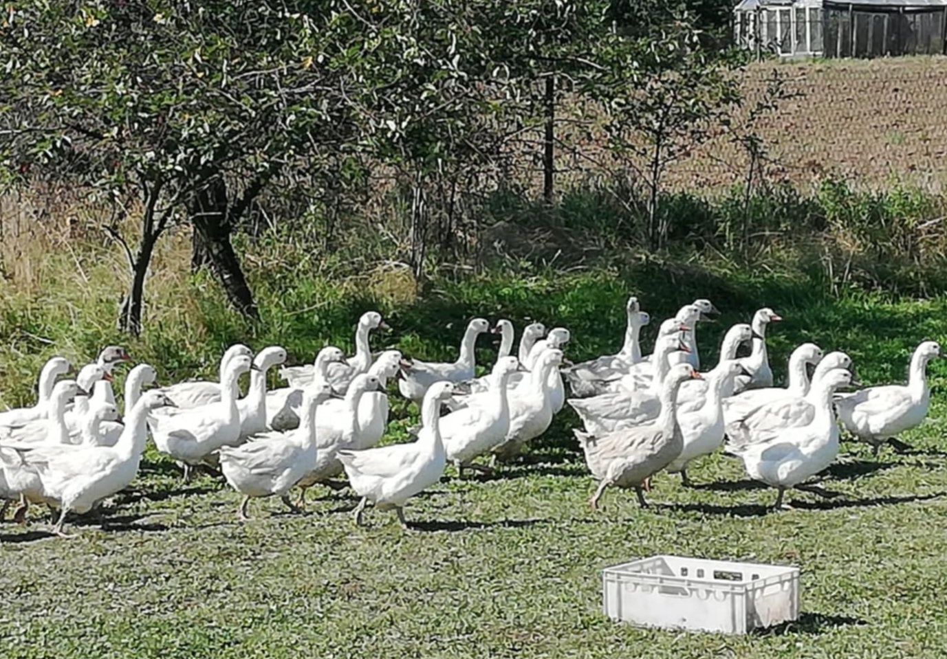 Gęś,gęsi tuszka, ekologiczne naturalnie karmione