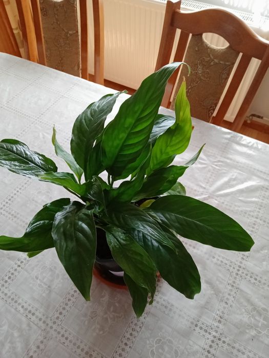 Skrzydłokwiat piękne rośliny