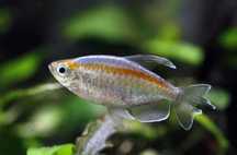 Świecik Kongolański - 3 cm - Sklep Zoologiczny ALTUM