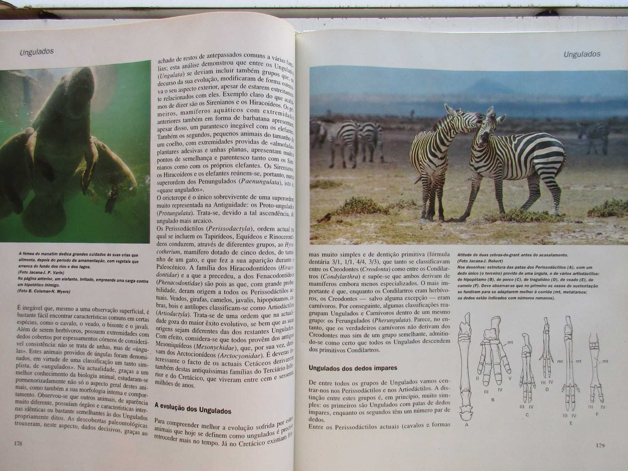 Os Animais - - - - - - - - Enciclopédia