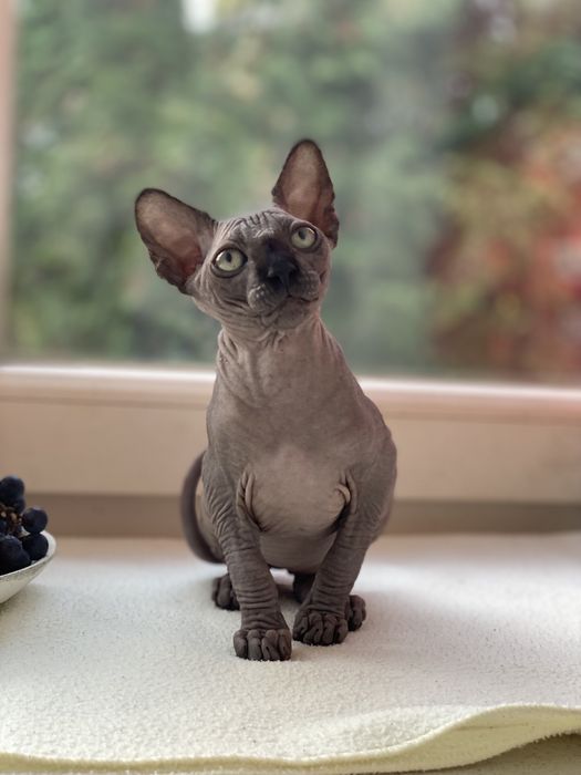 Мальчики супер канадики