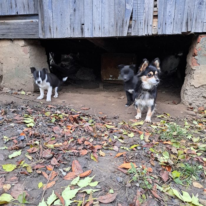 Цуценя колокольчик