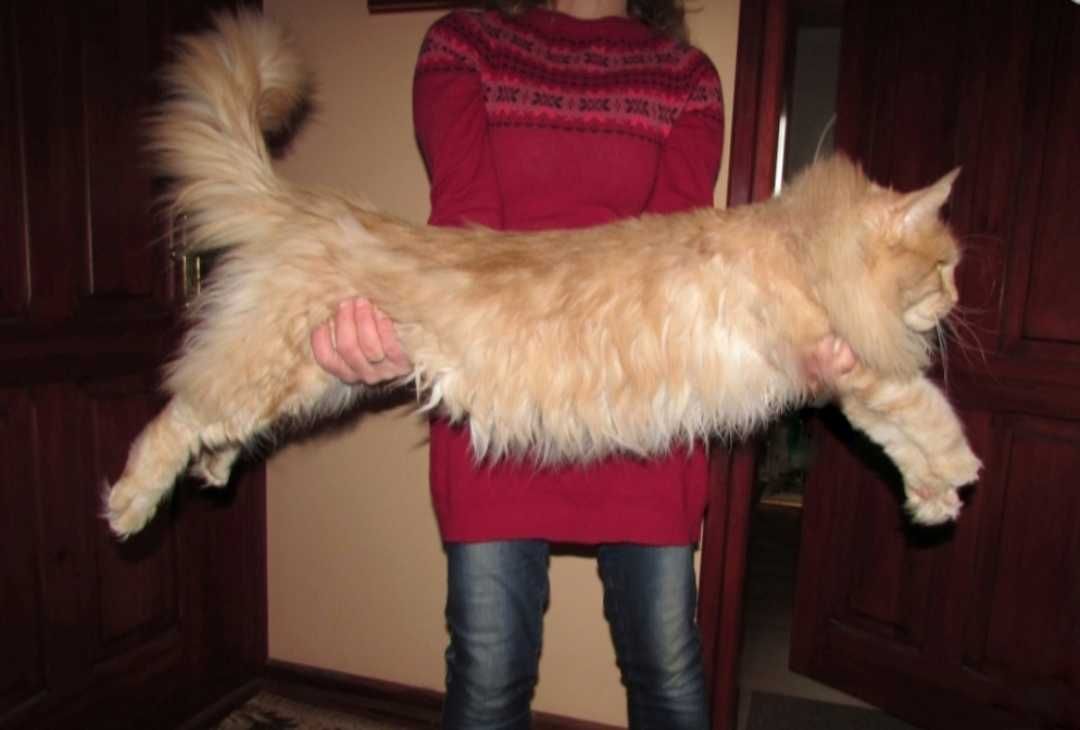 MAINE COON - koteczka ROMINA (po sterylizacji) - rodowód FPL/FIFE