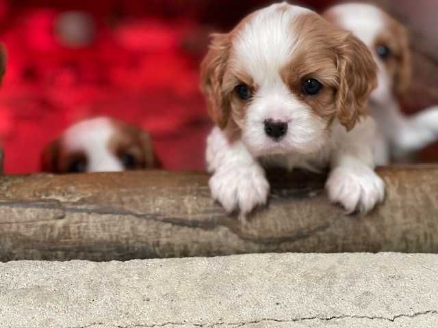 Cavalier King Charles Spaniel macho blenheim