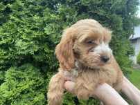 Cockapoo chlopiec