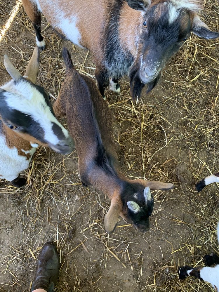 Cabrito anão com 4 meses